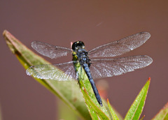 Celithemis verna