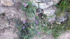 Monardella odoratissima glauca