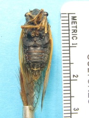 Magicicada tredecula