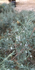 Cupressaceae