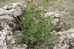 Scrophularia rupestris