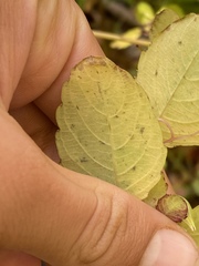Impatiens pallida