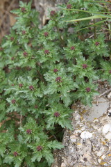 Scrophularia rupestris