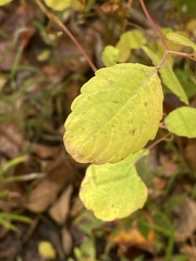 Impatiens pallida