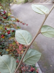 Cotoneaster wardii