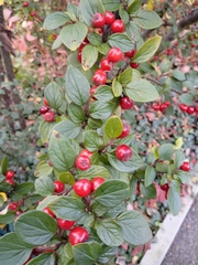 Cotoneaster wardii