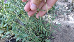 Monardella odoratissima glauca