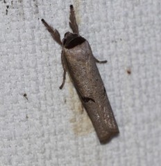 Pilostibes stigmatias