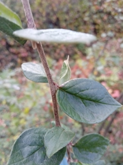 Cotoneaster wardii