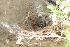 Euprosthenops biguttatus