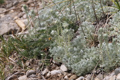 Artemisia alpina