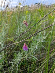 Vicia megalotropis