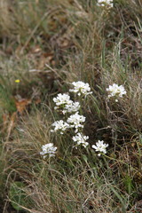 Noccaea macrantha