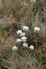 Noccaea macrantha