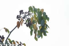 Aleurites moluccanus