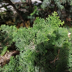 Cupressaceae