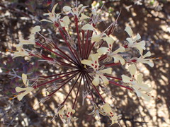 Pelargonium moniliforme
