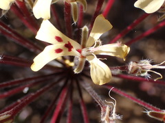 Pelargonium moniliforme