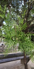 Cupressaceae