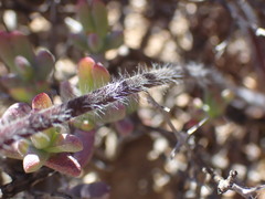 Pelargonium moniliforme