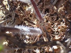 Pelargonium moniliforme
