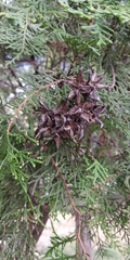 Cupressaceae