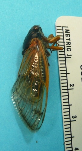 Little 13-Year Cicada photo 3