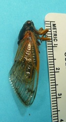 Magicicada tredecula