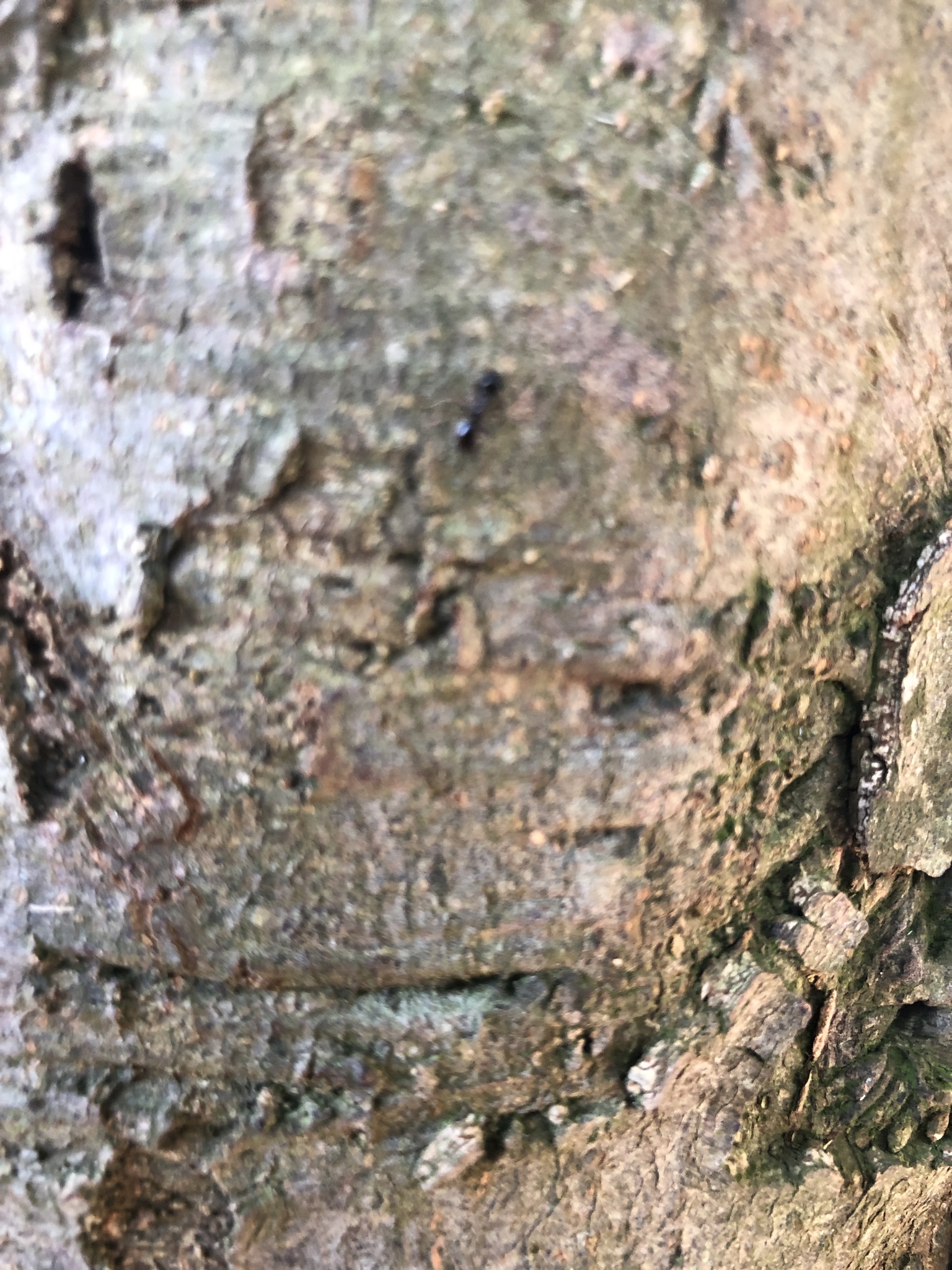 Lasius fuliginosus