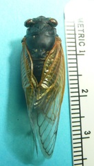 Magicicada tredecula