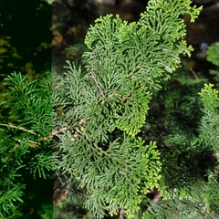 Cupressaceae