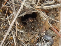 Tasmanicosa gilberta