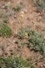 Camelina rumelica