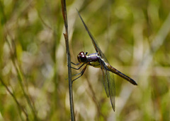 Libellula flavida