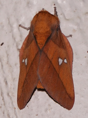 Syssphinx blanchardi