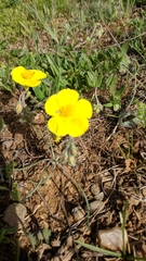 Helianthemum oelandicum orientale