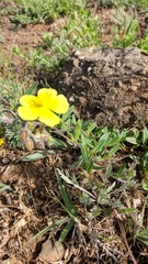 Helianthemum oelandicum orientale