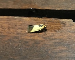 Acontia thapsina