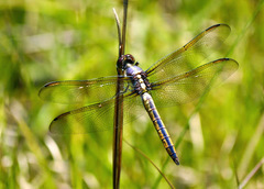 Libellula flavida