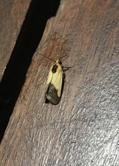 Acontia thapsina