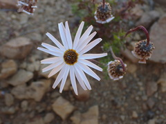 Ursinia pilifera