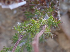 Ursinia pilifera