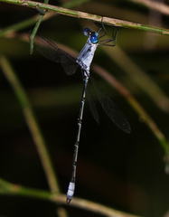 Lestes sigma