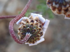 Ursinia pilifera