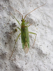 Blepharidopterus angulatus