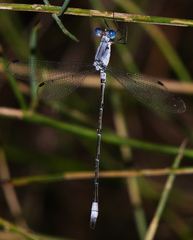 Lestes sigma