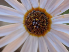 Ursinia pilifera