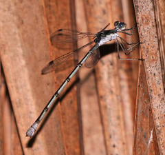 Lestes sigma
