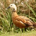 Tarro Sudafricano - Photo (c) Bird Explorers, algunos derechos reservados (CC BY-NC), uploaded by Bird Explorers