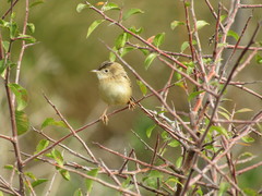 Cisticola juncidis